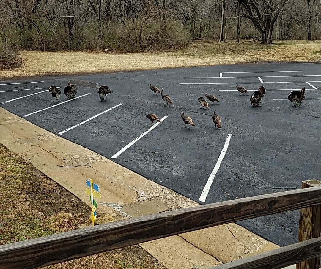A flock of turkeys wandering through a parking lot.
