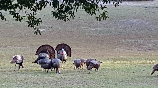 A group of wild turkeys displaying their feathers in a natural setting.