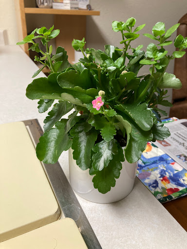 A vibrant succulent with lush green leaves and a delicate pink flower, adding life to the indoor space.