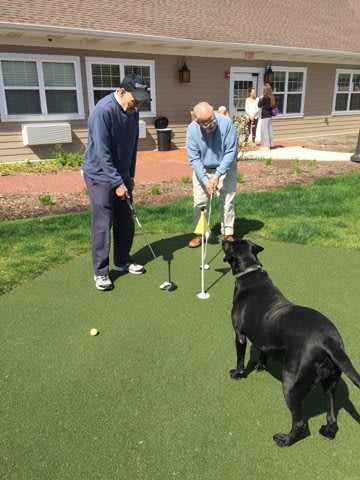 Two individuals playing golf on a putting green with a dog observing.