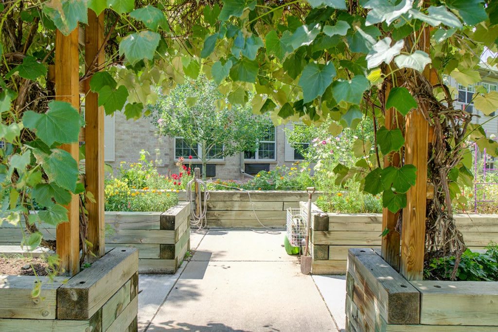A lush garden pathway shaded by overhanging greenery.