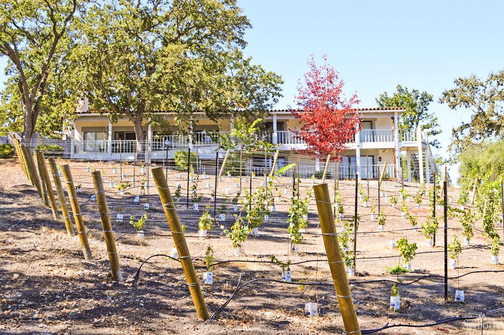 A vineyard with young plants in front of a building surrounded by trees.