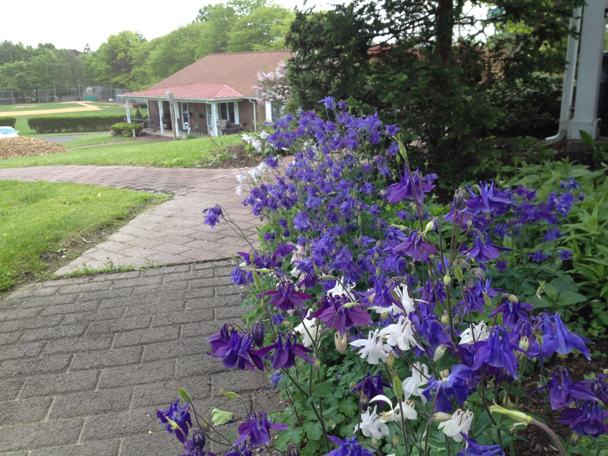 A garden pathway lined with vibrant purple and white flowers leading to a house.