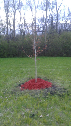 A newly planted tree surrounded by red mulch in a grassy area.