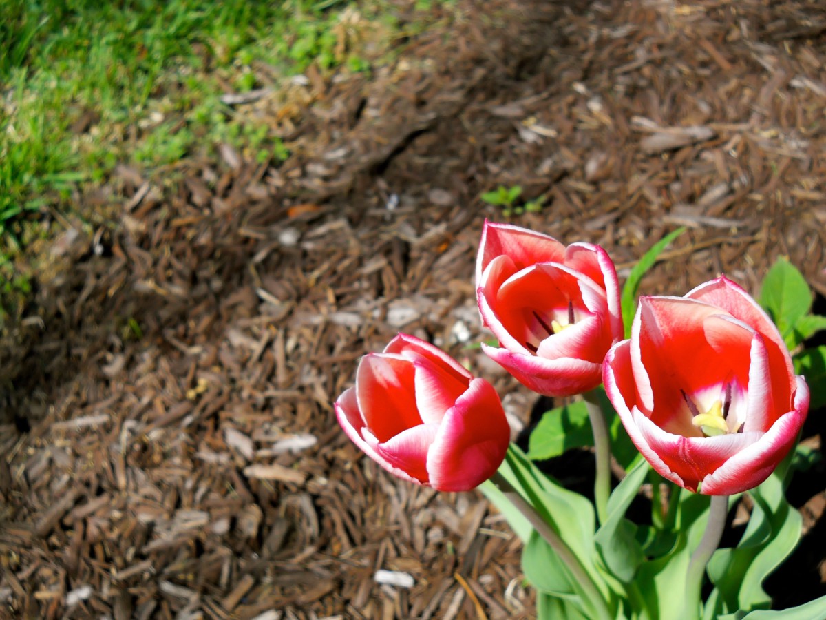A cluster of vibrant red tulips blooming in a garden.