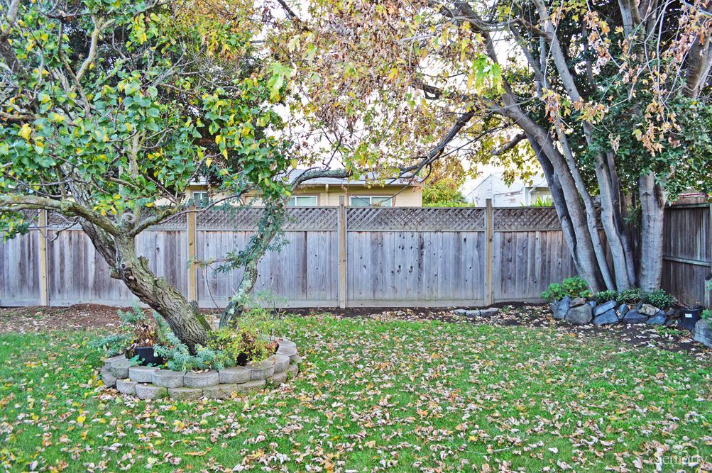 A serene backyard with trees shedding autumn leaves, framed by a wooden fence.