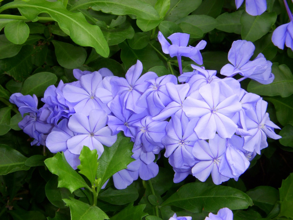 A cluster of beautiful purple flowers surrounded by lush green leaves.