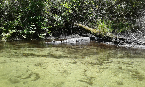A crocodile partially submerged in a river surrounded by lush greenery.