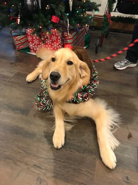 A golden retriever wearing a festive wreath, lying on the floor with Christmas decorations in the background.