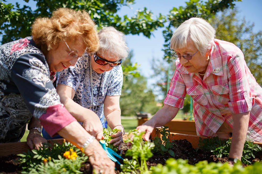Three seniors enjoying gardening outdoors together.
