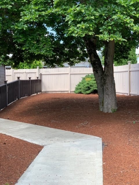 A backyard with a large tree, surrounded by mulch and bordered by a fence.