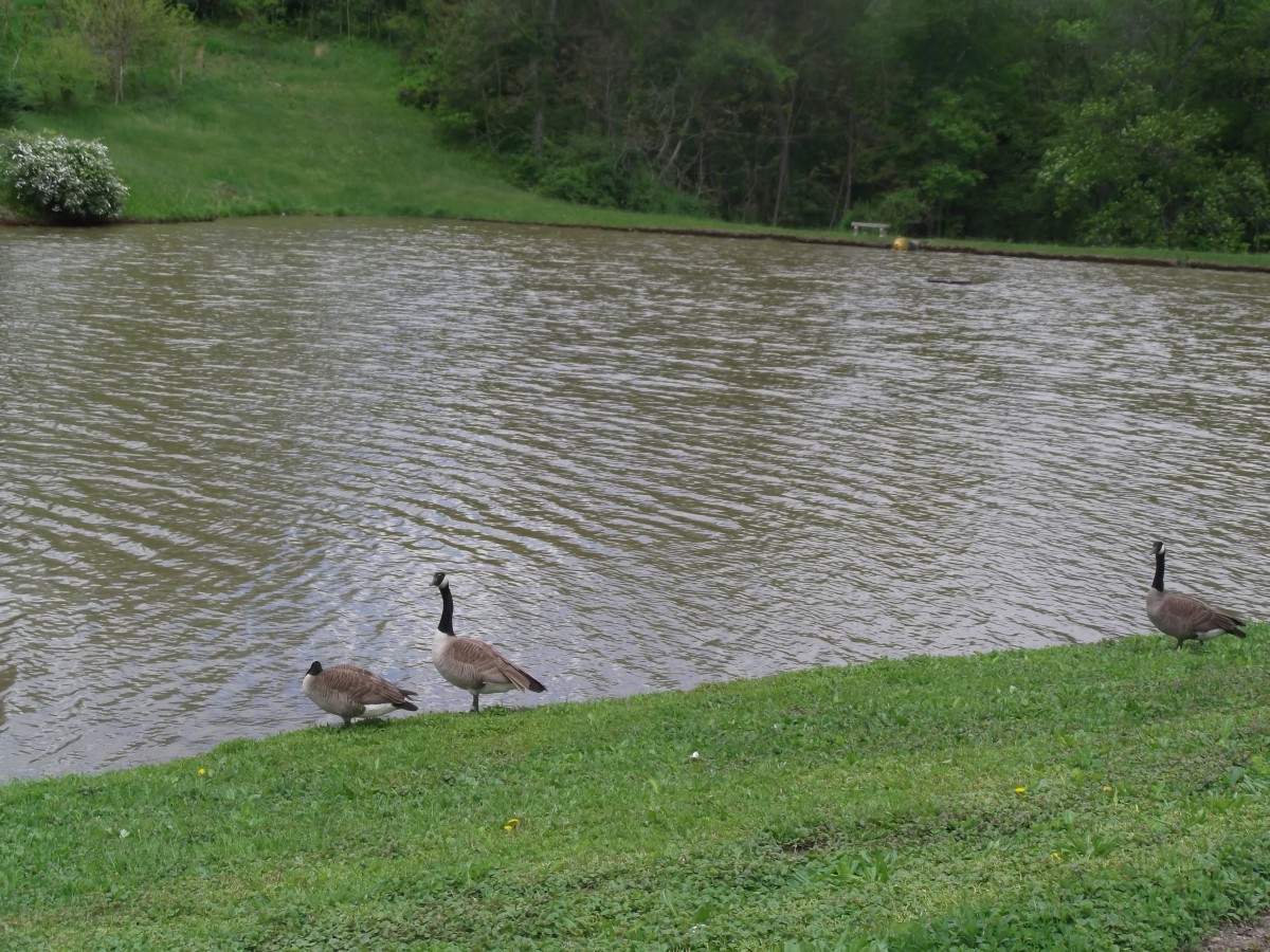 Two geese near a pond surrounded by greenery.