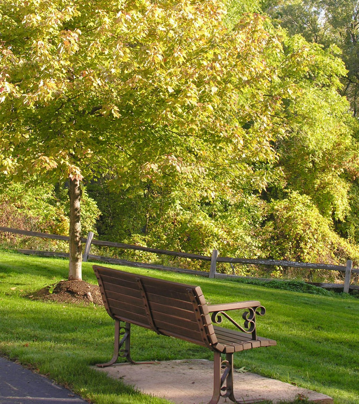 A peaceful park scene featuring a wooden bench surrounded by lush greenery and bathed in sunlight.