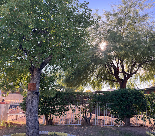 A serene view of trees basking in the sunlight, showcasing the beauty of nature.