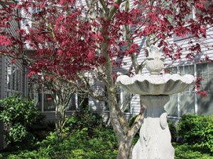 A garden scene with a stone fountain and a tree with red leaves in front of a building.