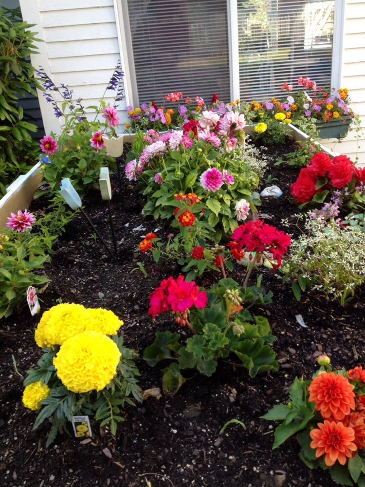 A vibrant garden bed filled with an array of colorful flowers in full bloom.