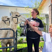 Two people interacting with llamas outdoors.