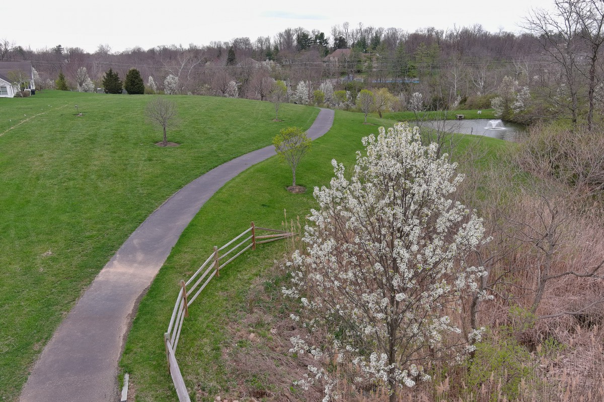 A scenic path winds through a park with blooming trees and lush greenery.