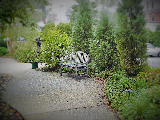 A serene garden bench nestled among lush greenery, inviting relaxation.