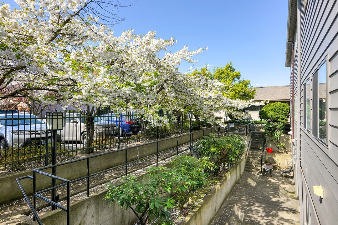 A peaceful garden scene with blossoming trees and a sunny sidewalk.
