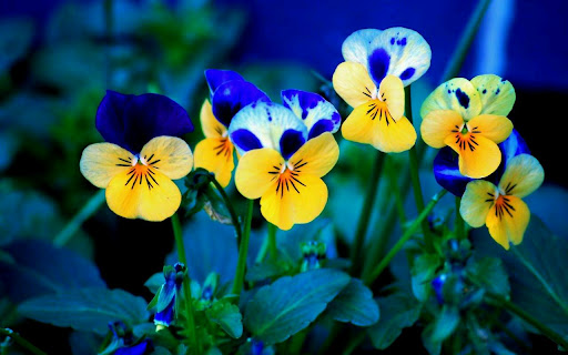 A vibrant cluster of pansies showcasing a mix of yellow and blue colors in a garden setting.