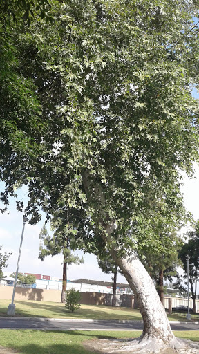A lush green tree reaching towards the sky, showcasing vibrant foliage.