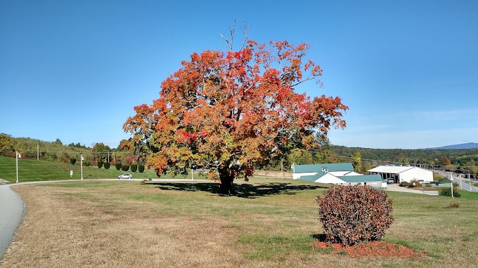 A beautiful tree with vibrant autumn foliage stands in a sunny park.