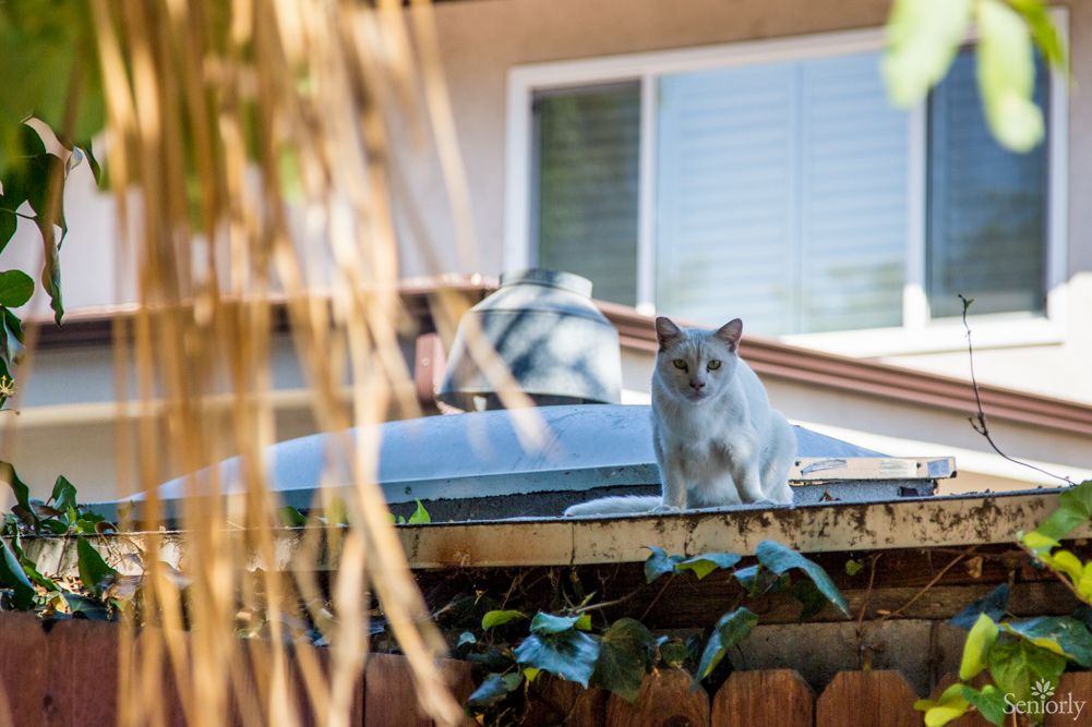 A cat sitting on a fence in front of a house.