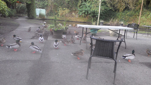 A serene outdoor scene featuring birds gathering around a table and chairs in a garden.