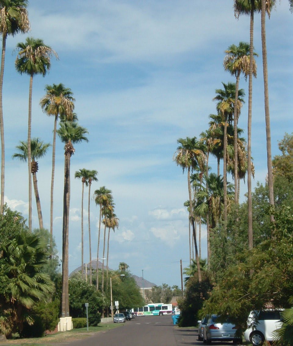 A scenic street lined with tall palm trees under a blue sky.