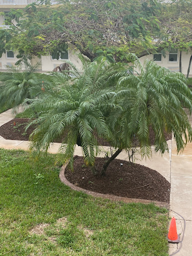 A view of lush palm trees surrounded by manicured landscaping in a garden.