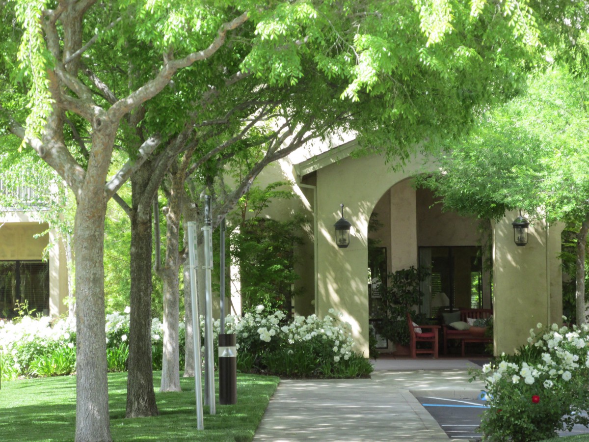 A serene pathway lined with lush trees leads to a building entrance.
