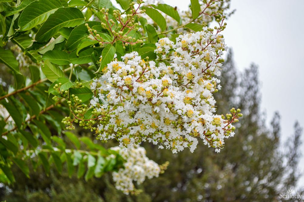 A cluster of small white flowers blooming among green leaves.