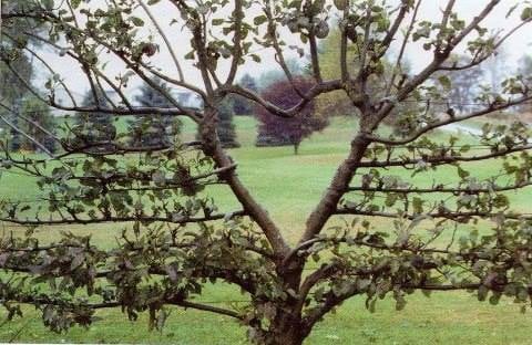 Tree with branches forming a heart shape in a green landscape.