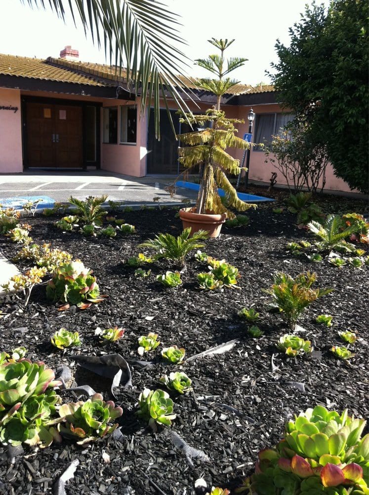 A well-maintained garden with a variety of plants and mulch in front of a house.