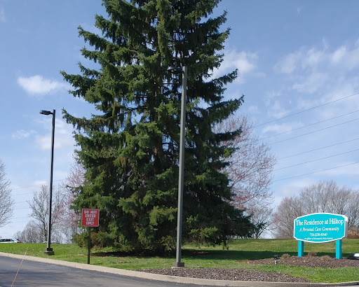 A tall evergreen tree stands prominently alongside a park sign under a clear blue sky.