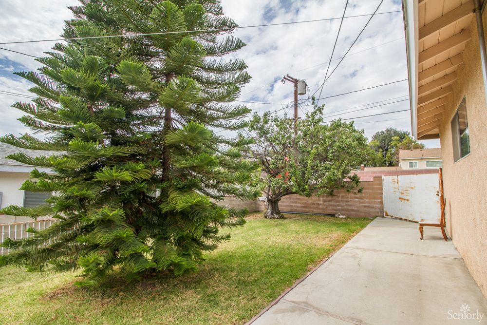 A yard with a driveway, surrounded by trees and grass, featuring power lines overhead.