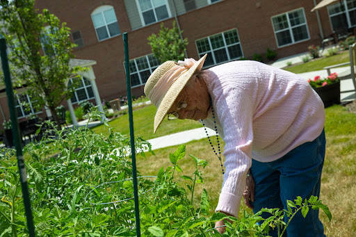 A senior person tending to a vegetable garden on a sunny day.