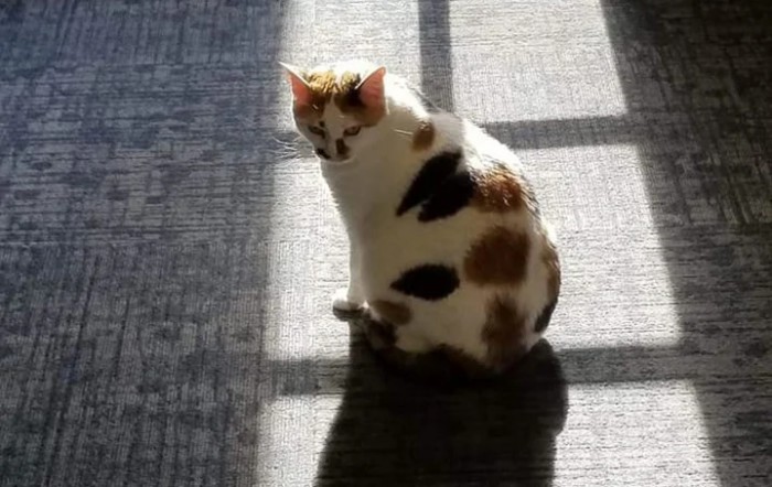 A calico cat sitting in a sunlit area, casting a shadow on the floor.
