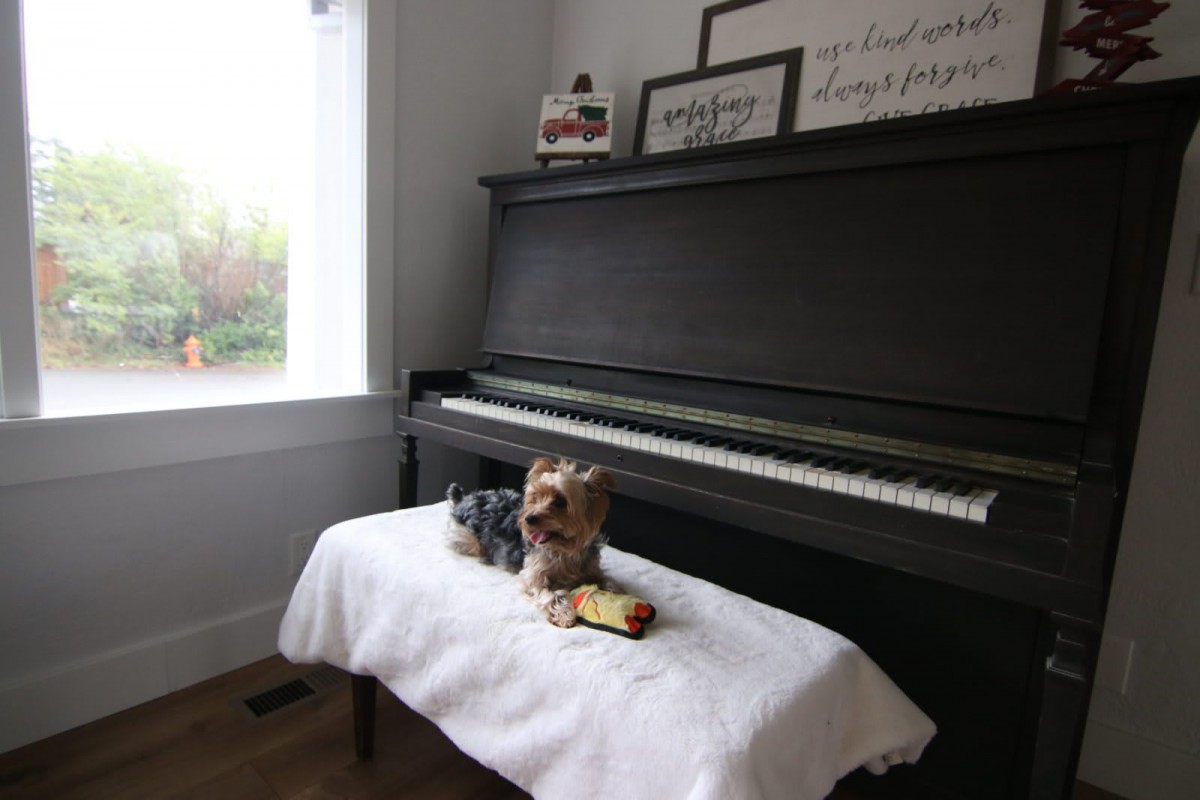 A small dog sitting on a piano bench in a cozy room.