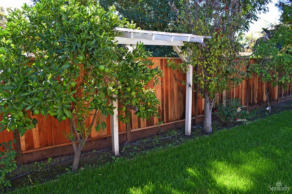 A well-maintained garden with a wooden fence, arbor, and lush green grass.