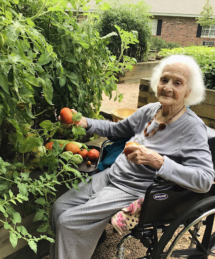 An elderly woman in a wheelchair enjoying her time gardening and harvesting fresh tomatoes.