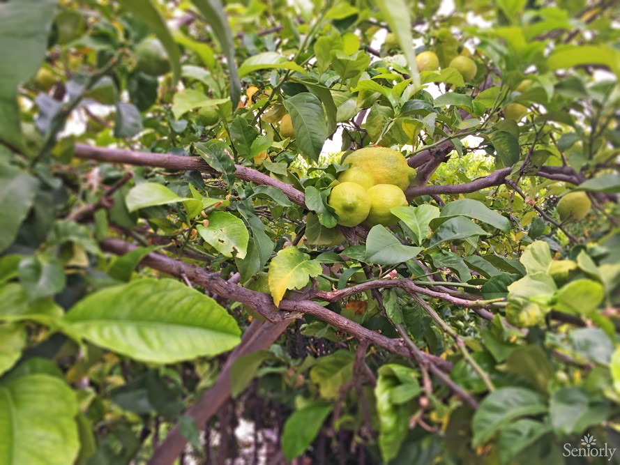 A tree with green fruits and dense foliage in a garden setting.