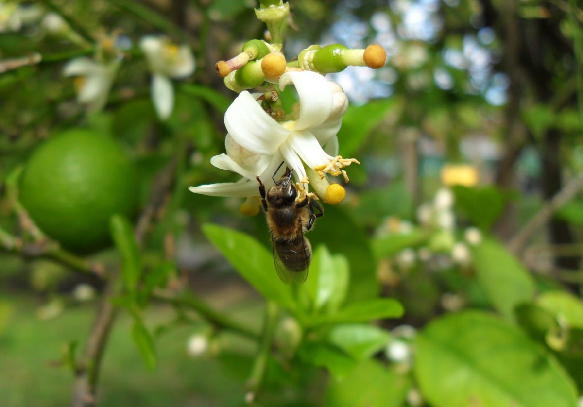 A bee pollinating a white flower among lush green foliage.