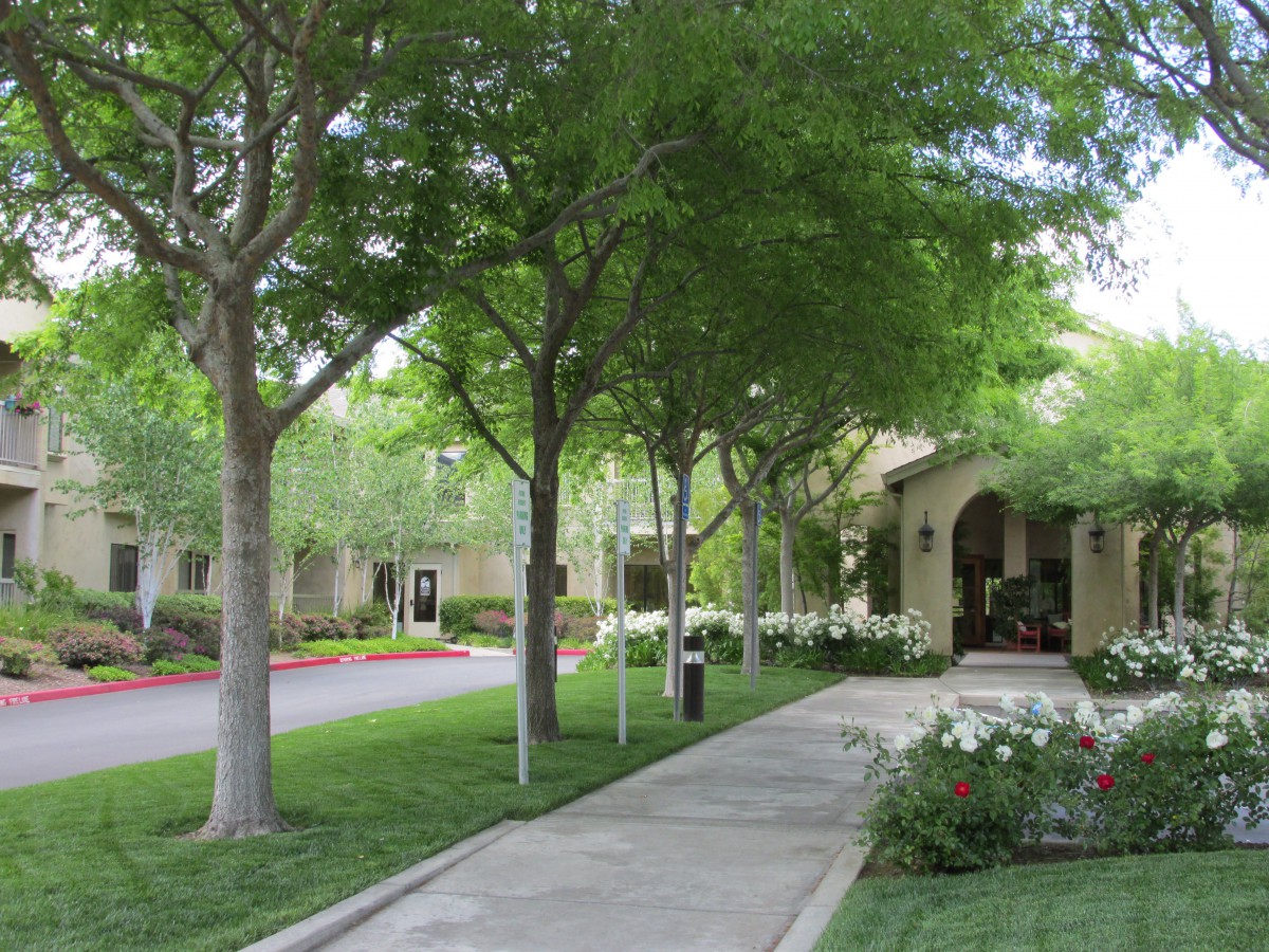 A peaceful walkway lined with trees and greenery leading to a building.