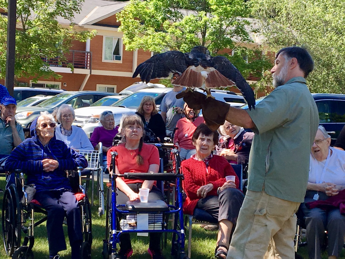An outdoor educational demonstration with birds of prey for an audience.