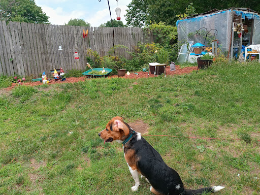 A dog sitting in a garden, surrounded by green grass and various garden elements.