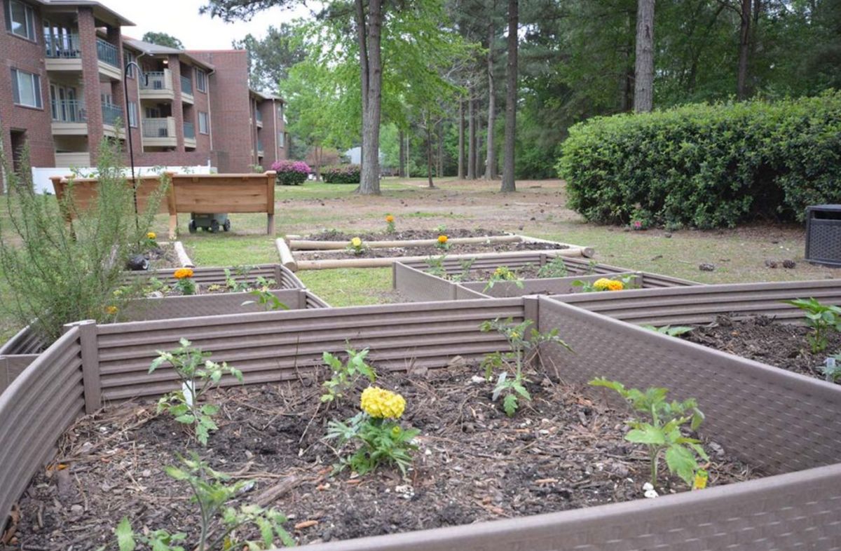 A community garden with several raised beds, filled with young plants and greenery.