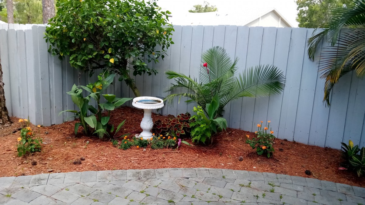 A small garden with a bird bath surrounded by various plants and a wooden fence.