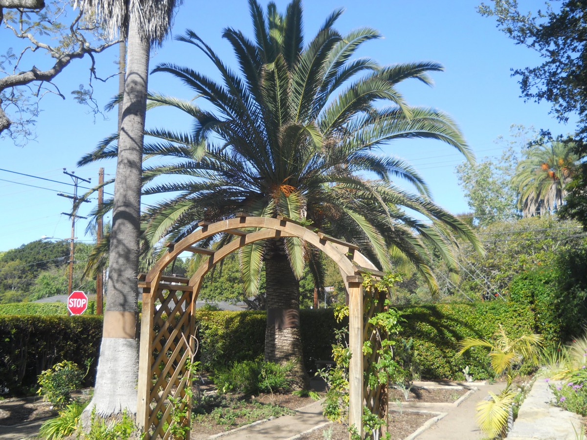 A garden pathway featuring a wooden arch and a large palm tree.